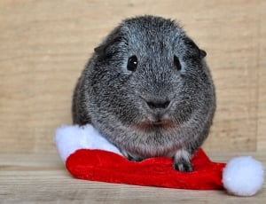 gray rodent in white and red santa hat thumbnail