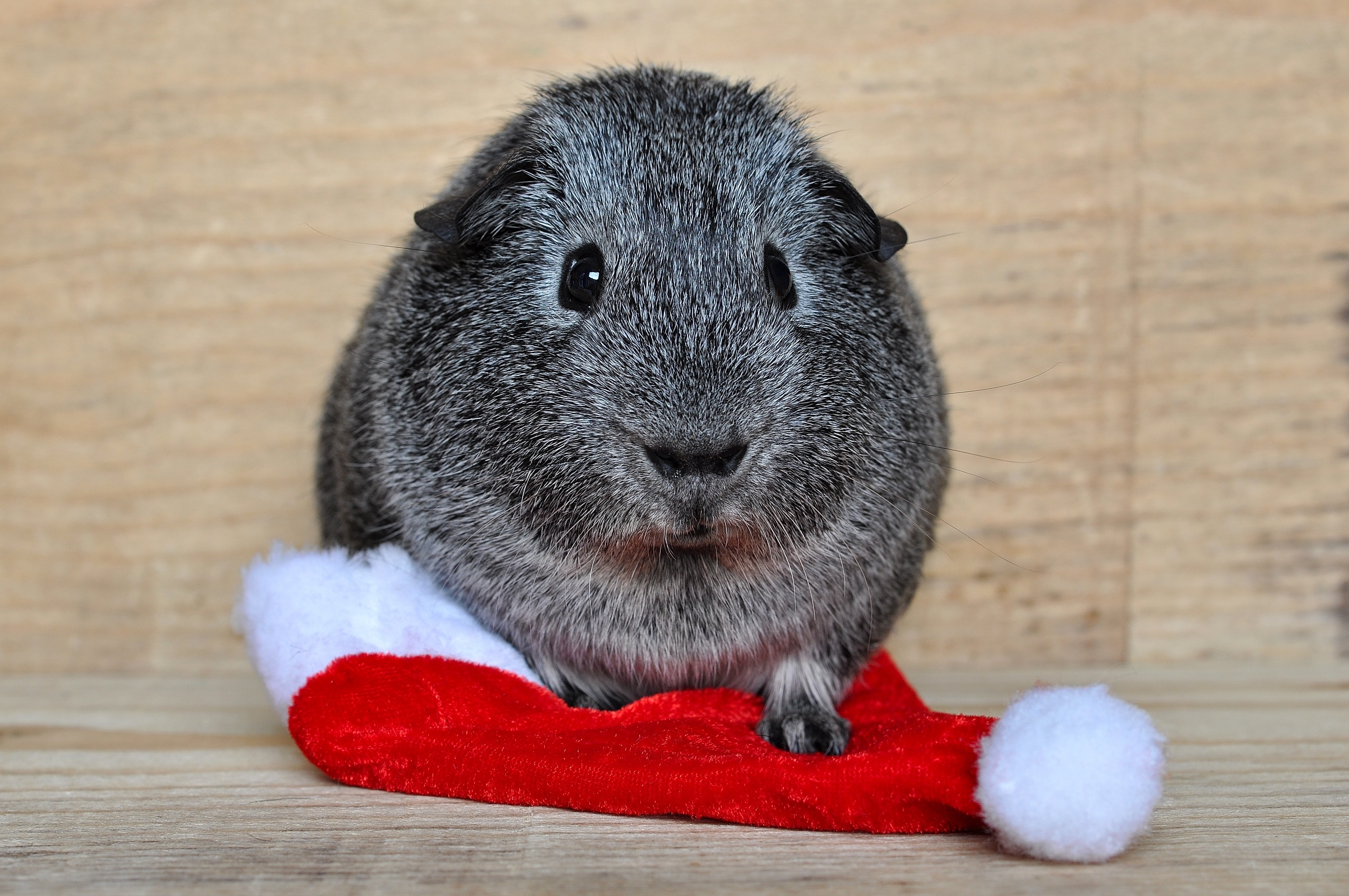 gray rodent in white and red santa hat