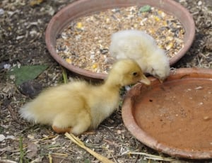 yellow duckling and chick photo thumbnail