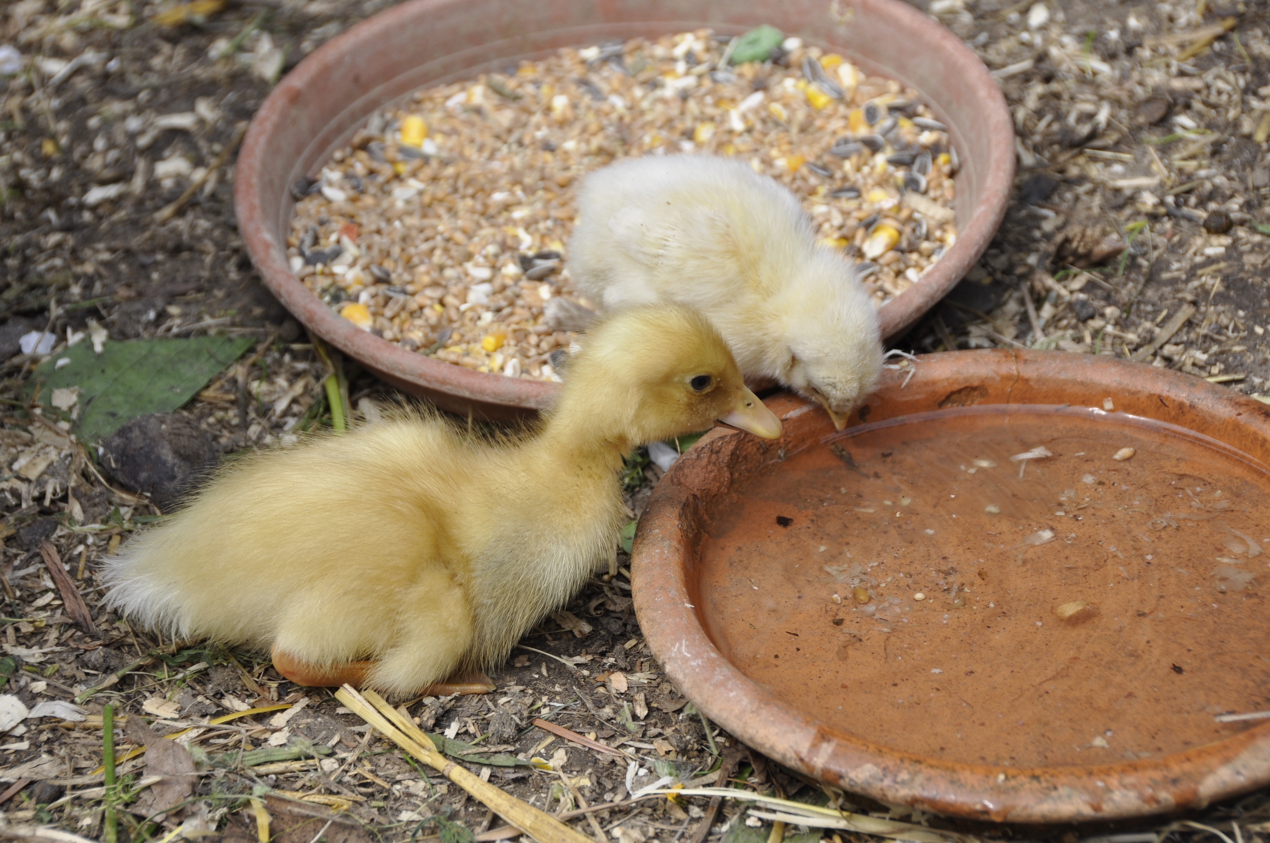yellow duckling and chick photo