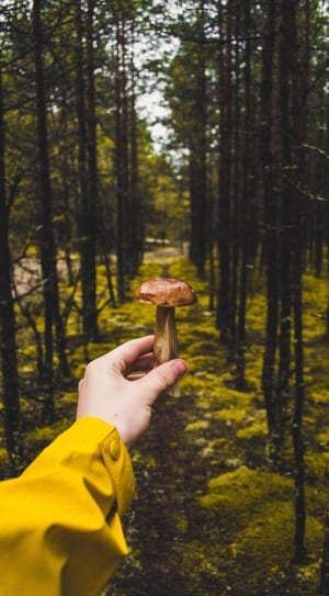 person holding brown mushroom near tall trees during daytime thumbnail