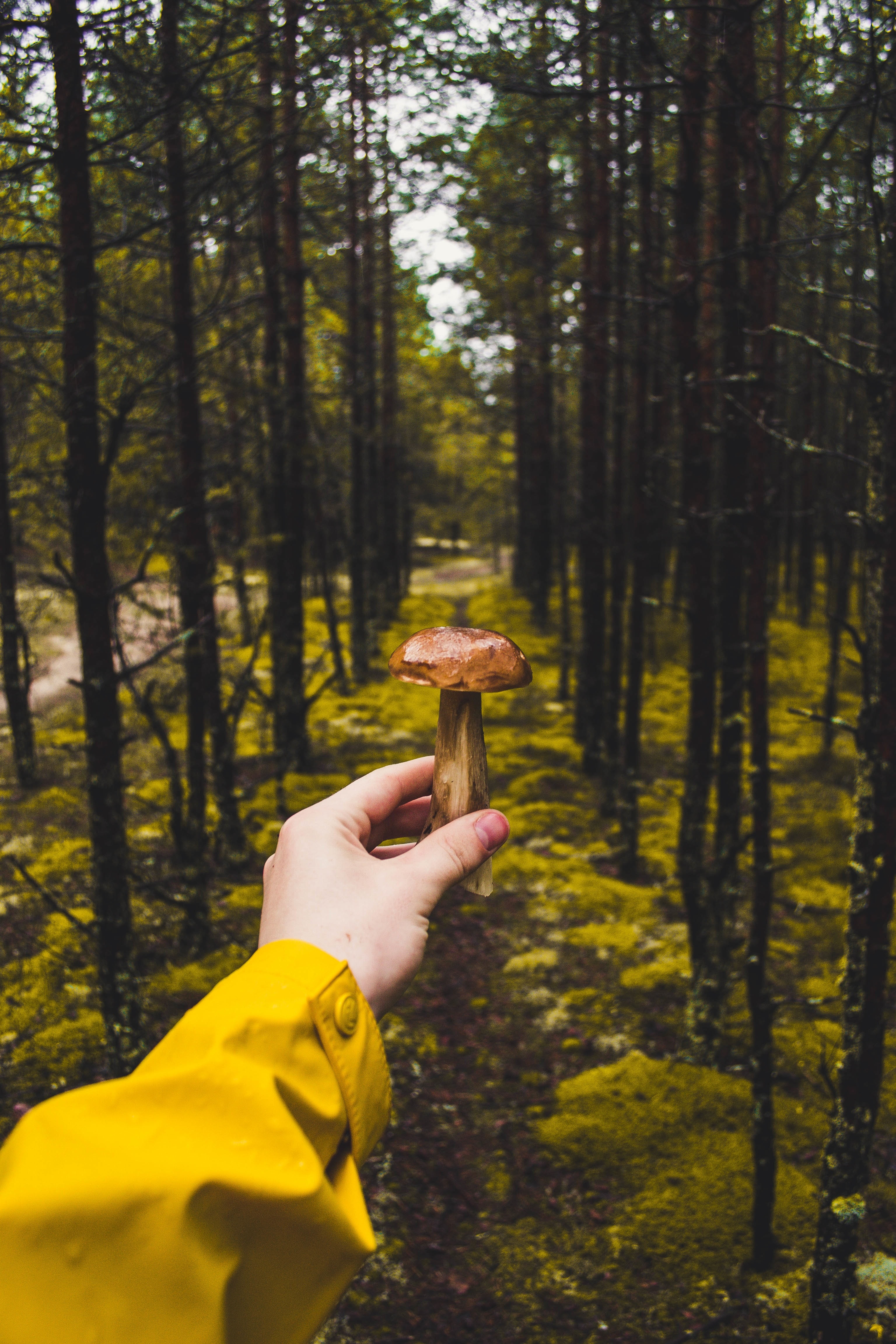 person holding brown mushroom near tall trees during daytime