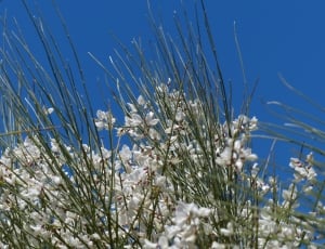 White, Gintster, Bush, Flowers, flower, nature thumbnail