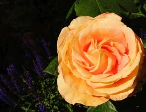 orange rose thumbnail