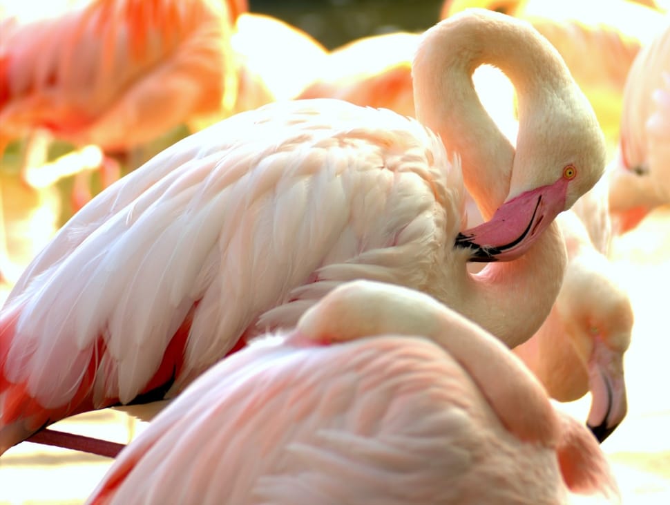 white and orange flamingos preview