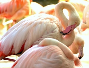 white and orange flamingos thumbnail