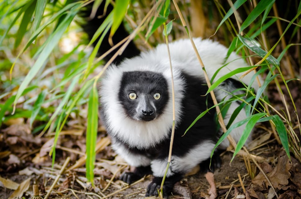 lemur preview