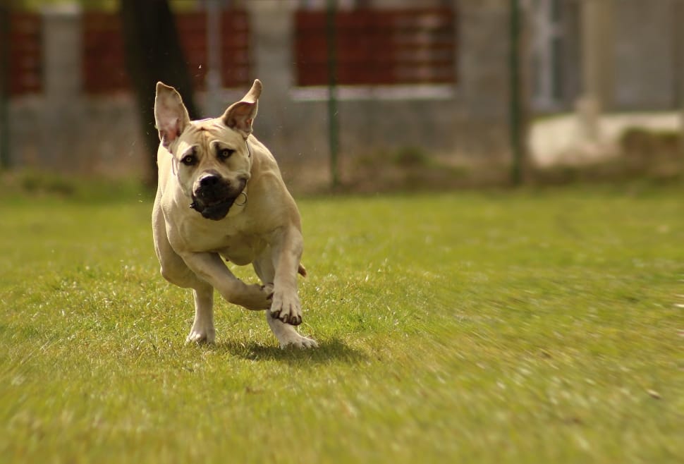 dog running around grass field during daytime preview