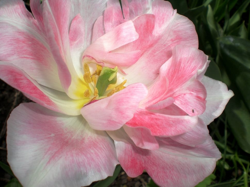 pink and white tulip preview