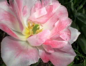 pink and white tulip thumbnail