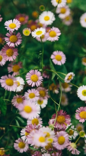 pink and white daises thumbnail