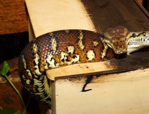 brown double headed python thumbnail