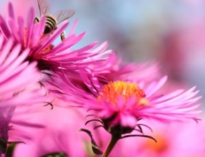 bumble bee on a pink petaled flower close up photo thumbnail