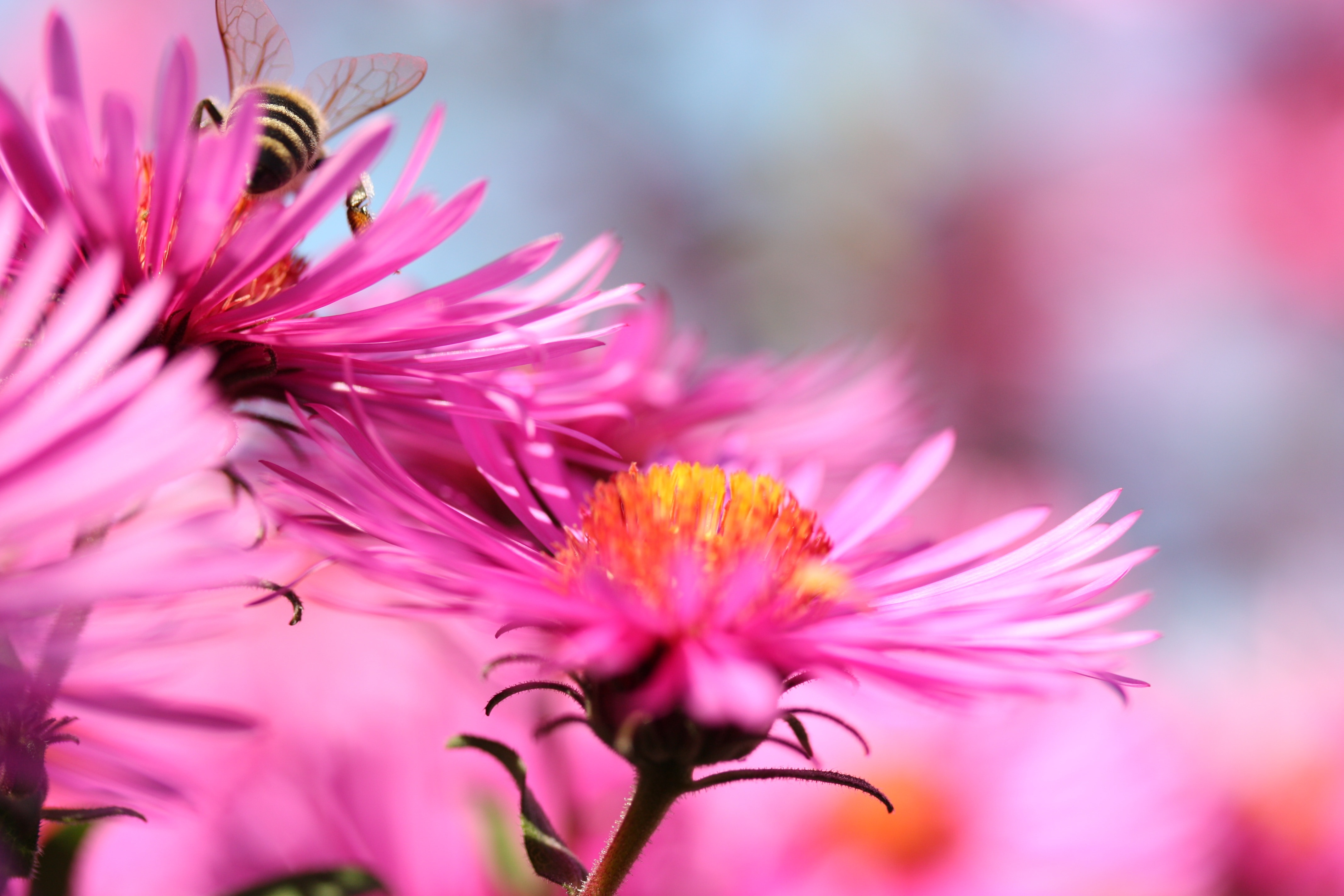 bumble bee on a pink petaled flower close up photo