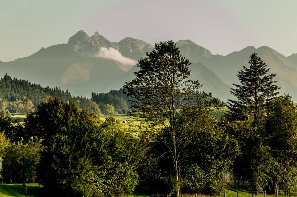 green leaved trees preview