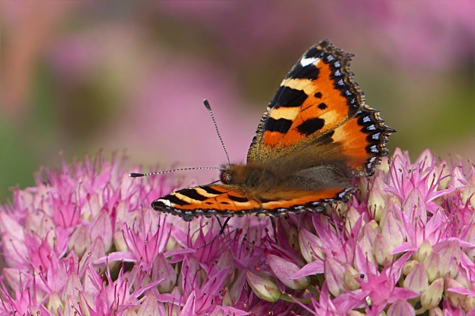 tortoiseshell butterfly preview