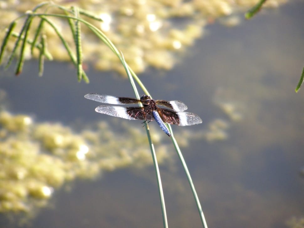 brown and white dragonfly preview