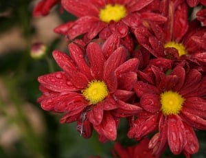 red and yellow flowers thumbnail