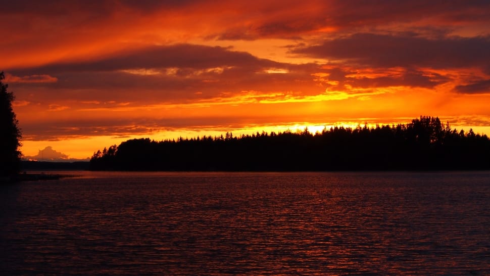 black shadow of trees during sunset preview