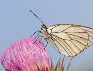 beige butterfly thumbnail