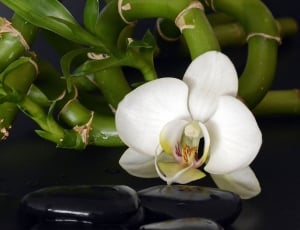lucky bamboo plant and moth orchid thumbnail