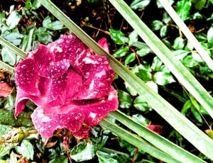 red petal flower near green plant thumbnail