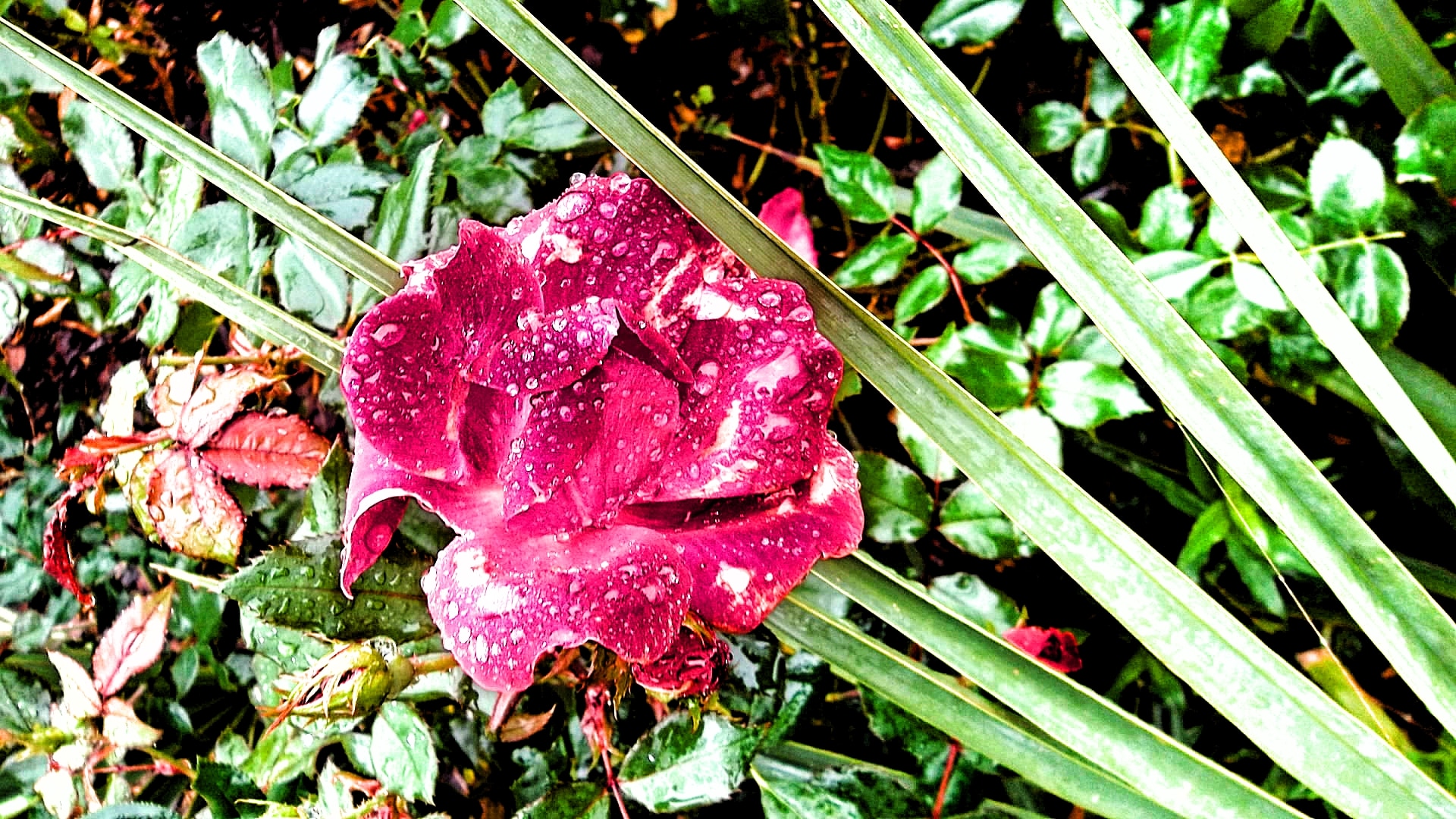red petal flower near green plant