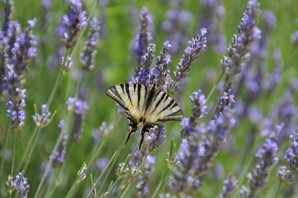 Butterfly, Vanessa, Lavender, Nature, flower, purple preview