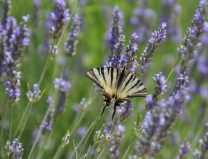 Butterfly, Vanessa, Lavender, Nature, flower, purple thumbnail
