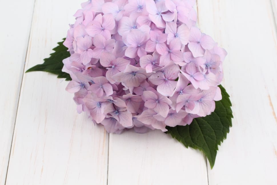 pink hydrangeas on white wooden surface preview