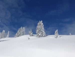 pine trees on a snowy setting photograp thumbnail