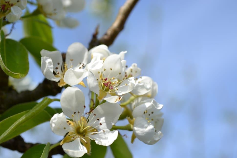 white apple blossom preview