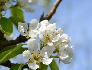 white apple blossom thumbnail