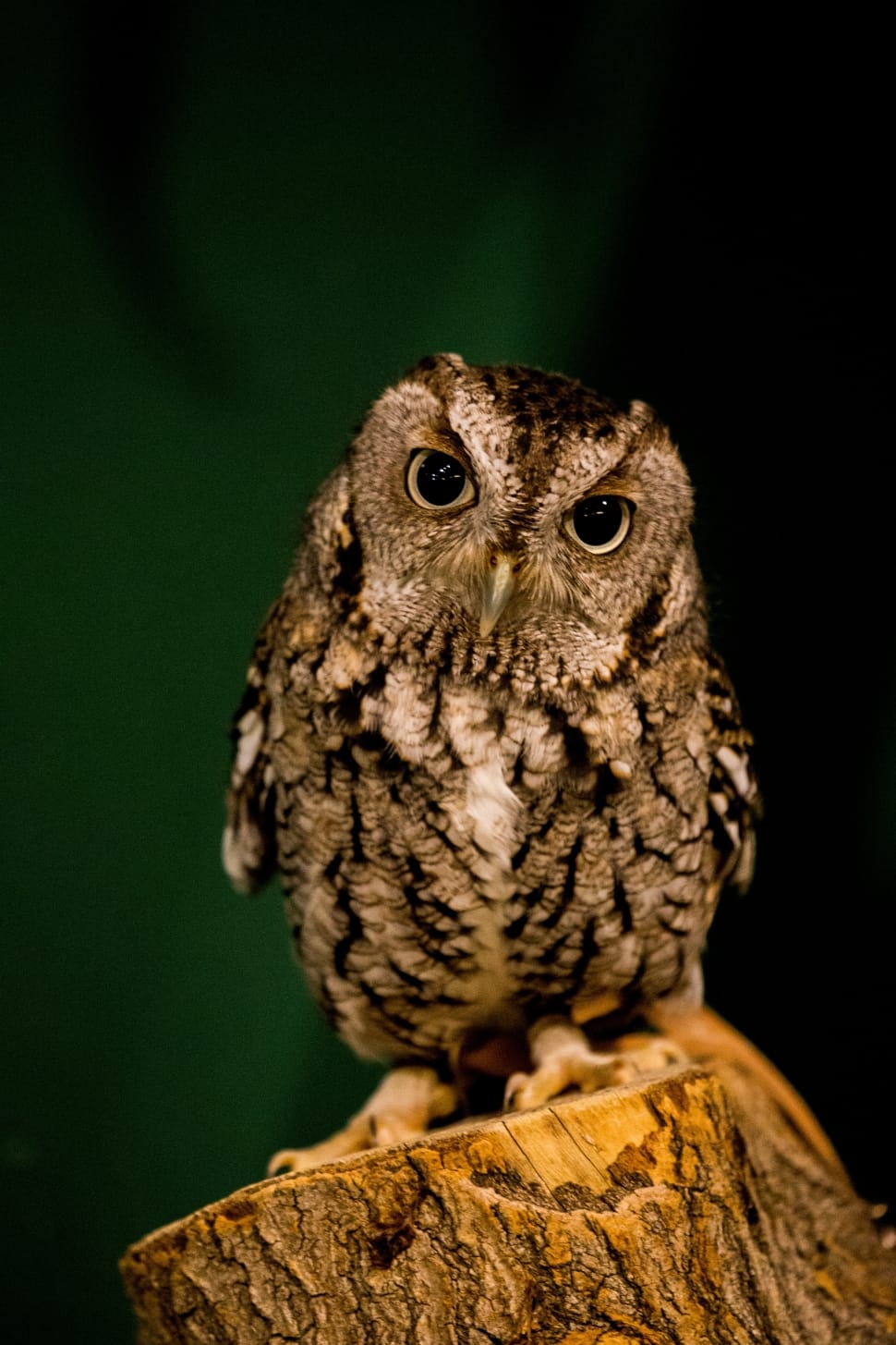 owl, bird, eyes, dark, one animal, animal wildlife preview
