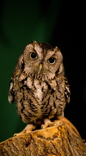 owl, bird, eyes, dark, one animal, animal wildlife thumbnail