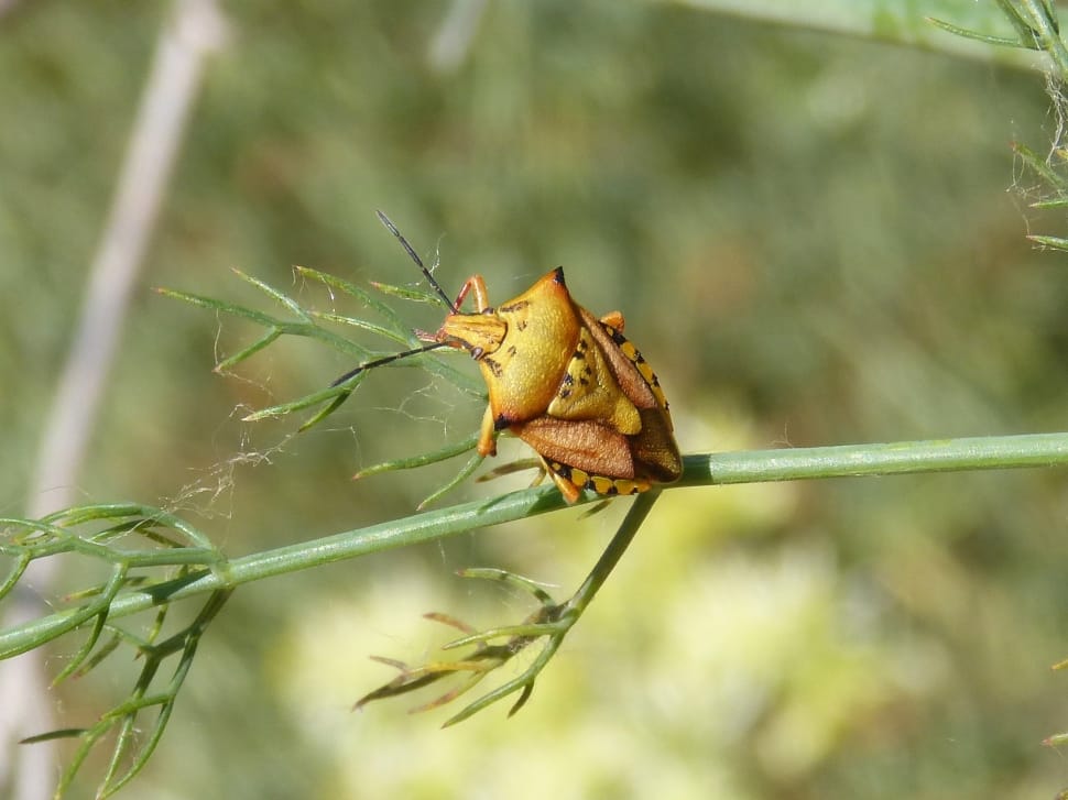 yellow and brown stink bug on green branch preview
