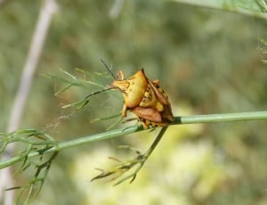yellow and brown stink bug on green branch thumbnail