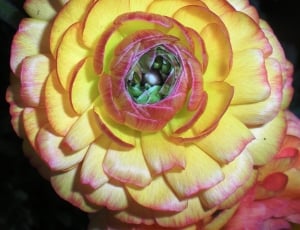 yellow-and-red petaled flower thumbnail