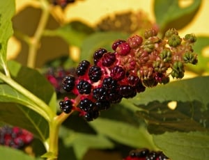 Berries, Bush, Pokeweed, Garden, Toxic, food and drink, leaf thumbnail