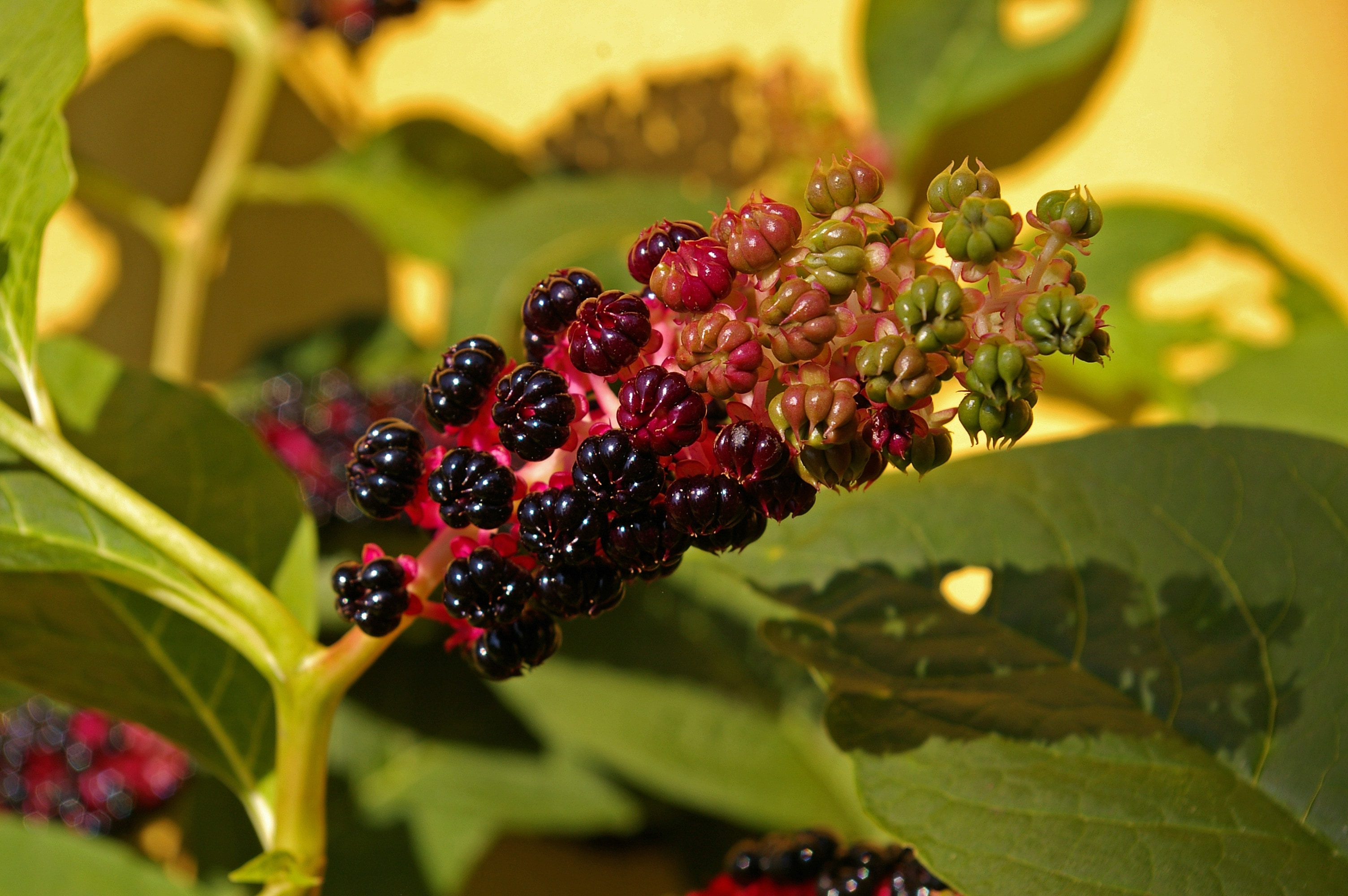 Berries, Bush, Pokeweed, Garden, Toxic, food and drink, leaf