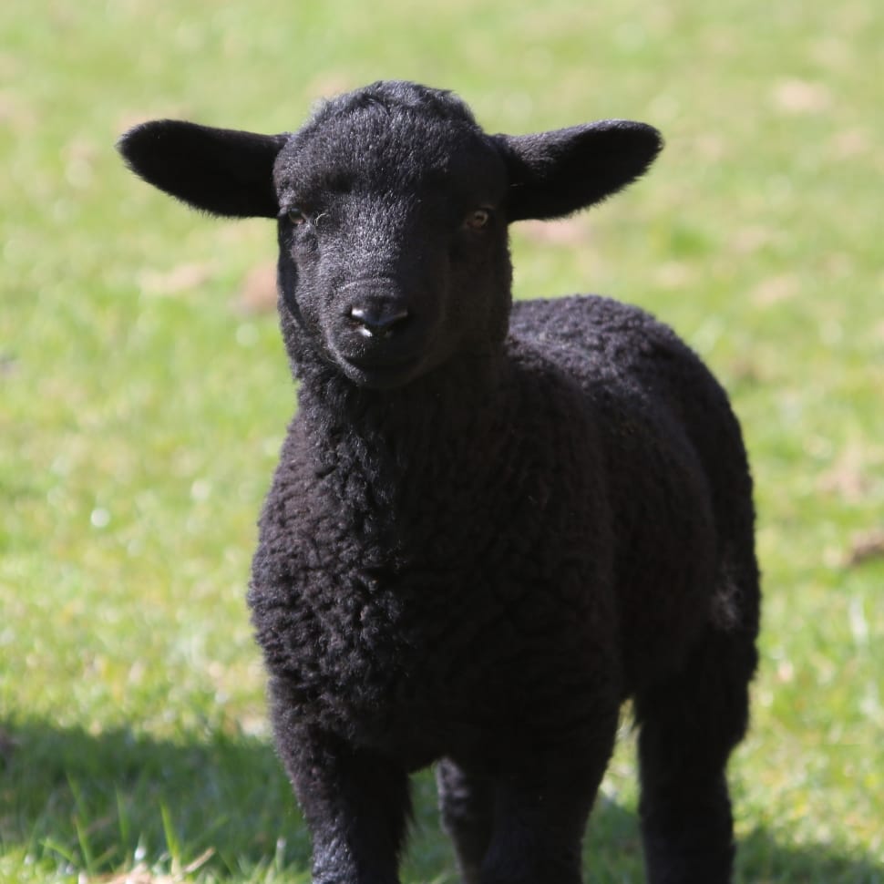 Black Sheep Free Image Peakpx