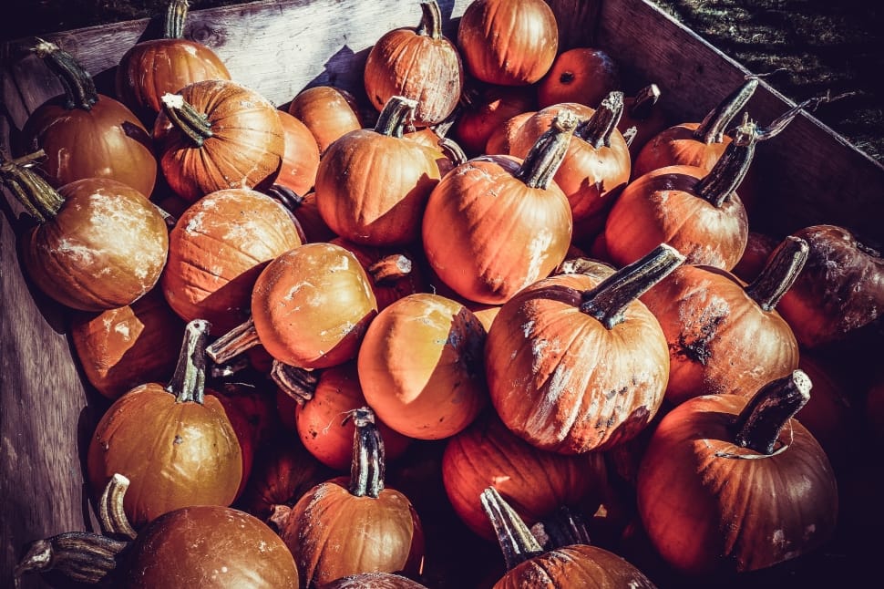 Orange, Pumpkin, Halloween, Thanksgiving, no people, food and drink preview