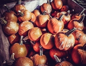 Orange, Pumpkin, Halloween, Thanksgiving, no people, food and drink thumbnail