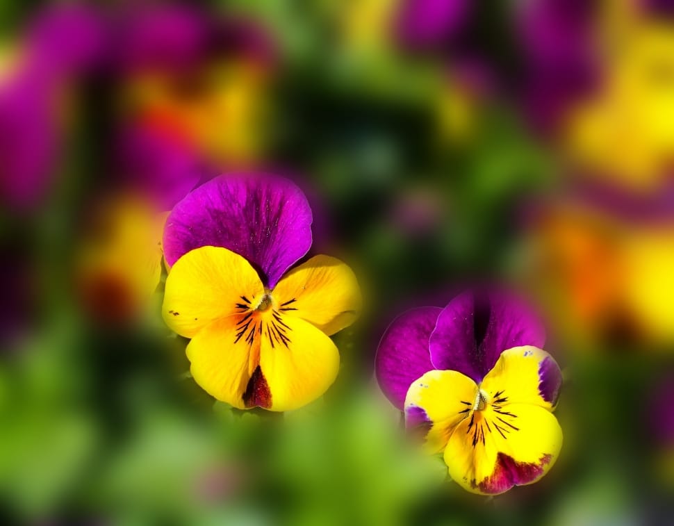 yellow and purple petaled flowers preview