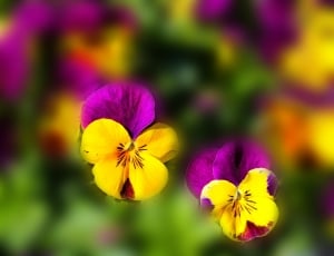 yellow and purple petaled flowers thumbnail