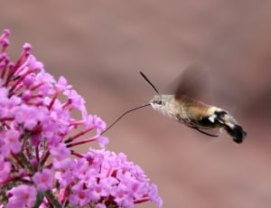 Insect, Hummingbird Hawk Moth, Butterfly, one animal, flower thumbnail