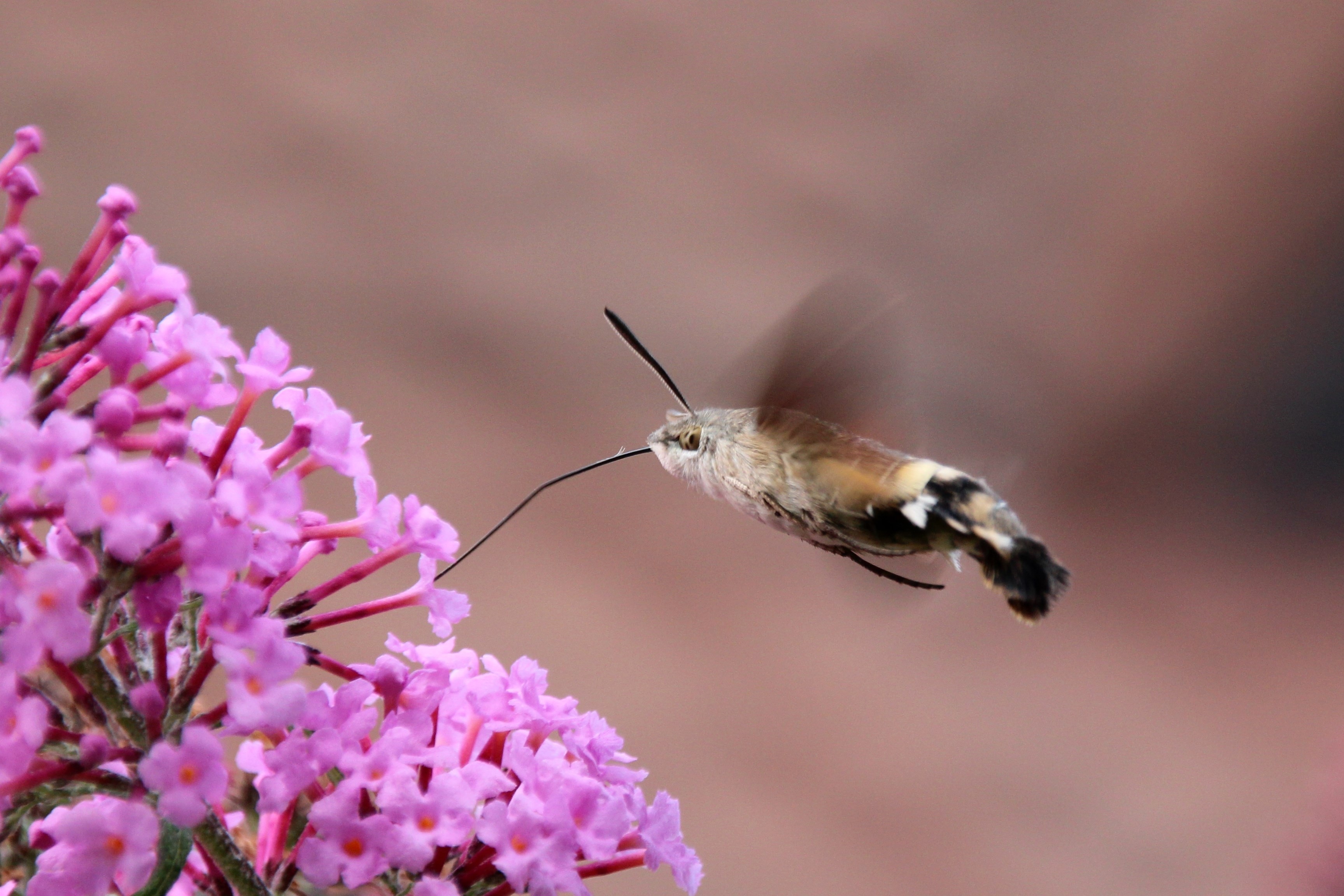 Insect, Hummingbird Hawk Moth, Butterfly, one animal, flower