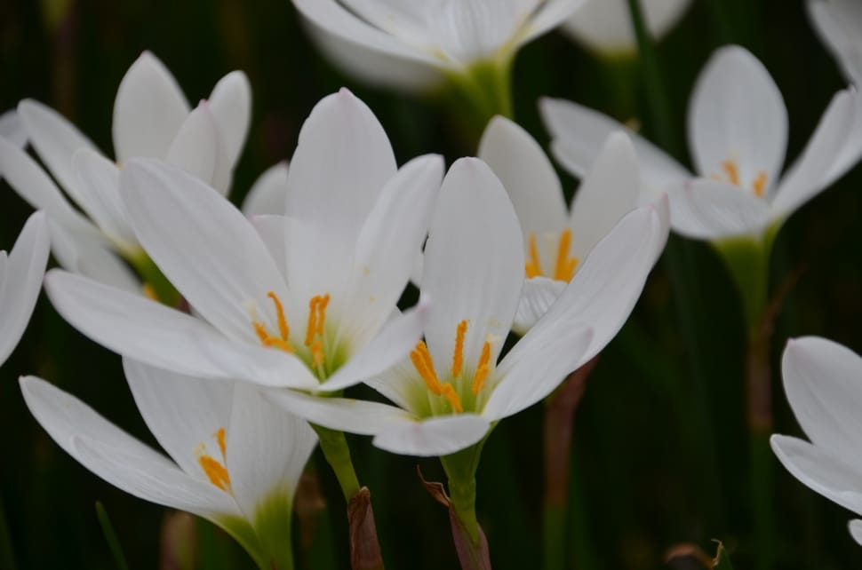 close up photography of white petaled flowers preview