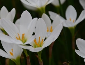 close up photography of white petaled flowers thumbnail
