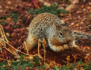 brown squirrel eating thumbnail